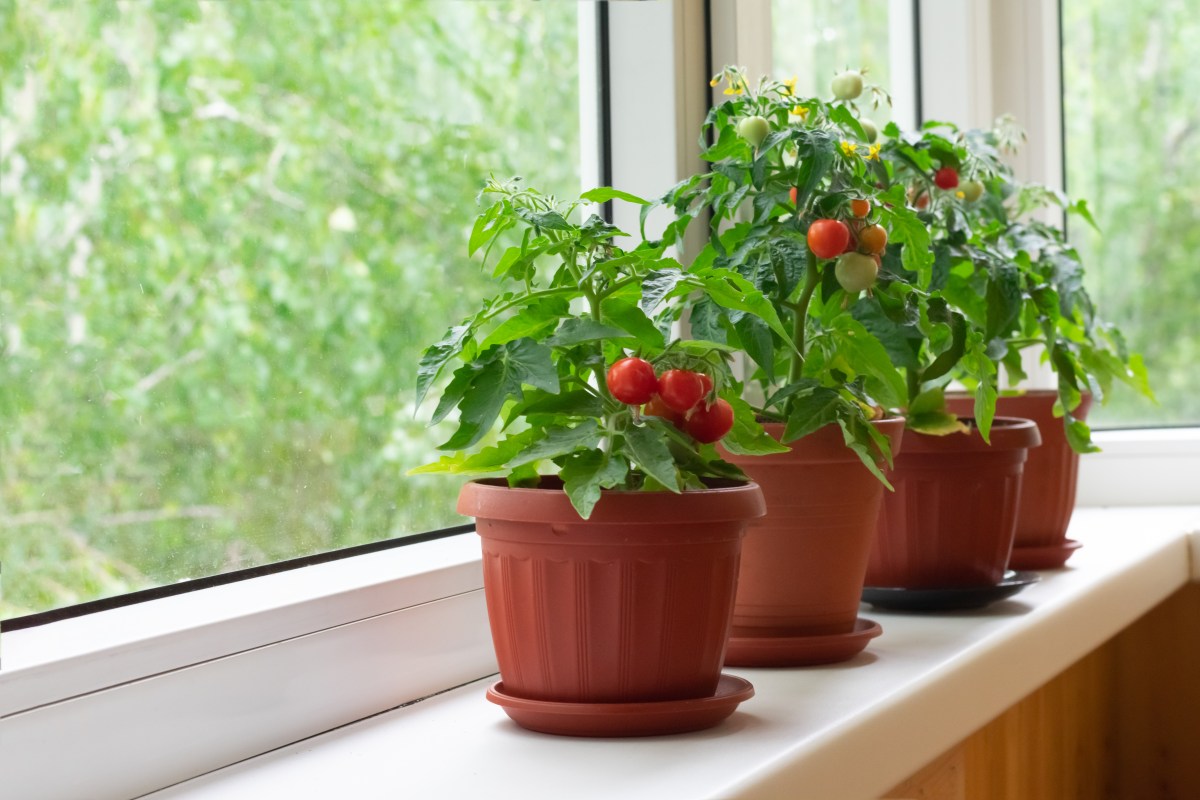 Four small pots, each with a tomato plant, rest on a window sill.